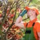 Tree Care and Maintenance