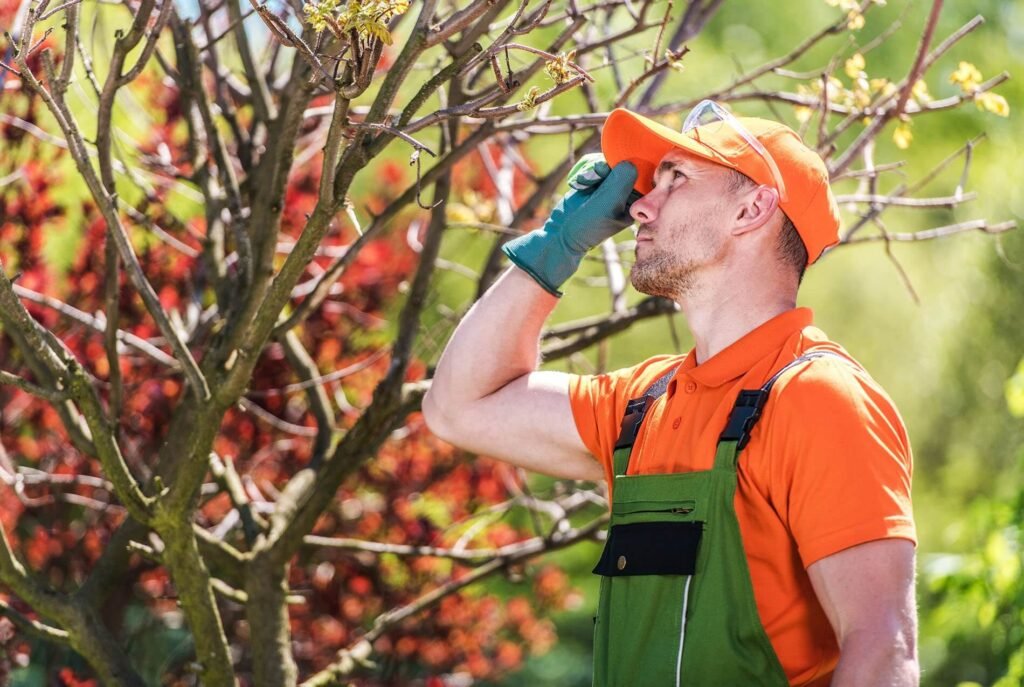 Tree Care and Maintenance