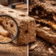 Wood-Destroying Pests
