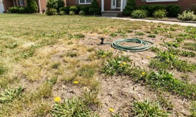 Why Your Woodlands Lawn Deserves Professional Fertilization This Season