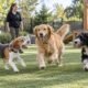 Dogs playing together in a supervised outdoor daycare yard