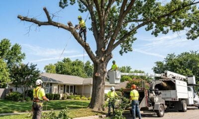 Tree Maintenance: Essential Practices for Healthy, Safe, and Long-Lasting Trees