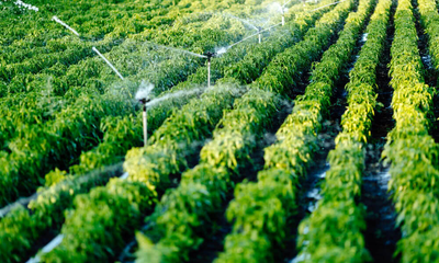 irrigation