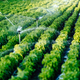 irrigation
