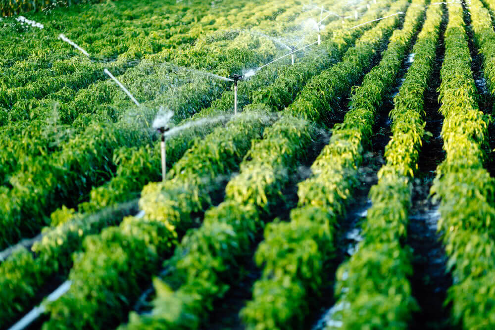 irrigation
