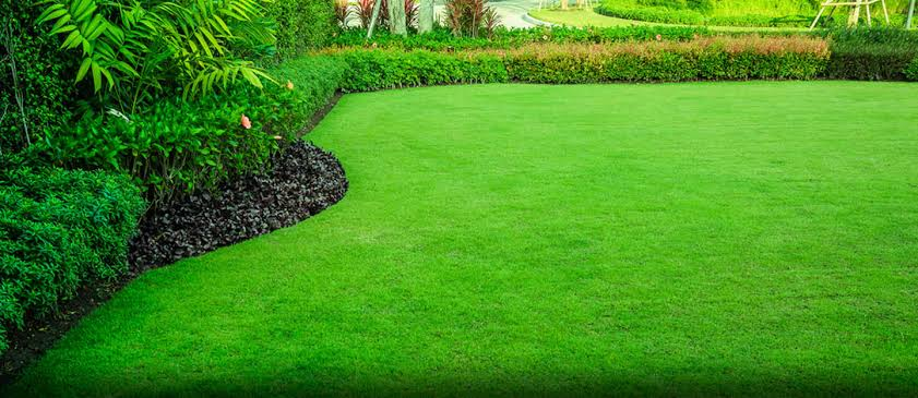 lawn maintenance