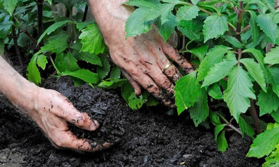 mulching