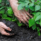 mulching