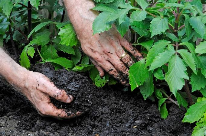 mulching