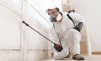mold remediation