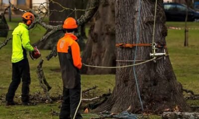 Tree Removal: A Complete Guide to Safe, Efficient, and Responsible Tree Care
