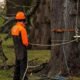Tree Removal: A Complete Guide to Safe, Efficient, and Responsible Tree Care