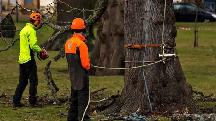 Tree Removal: A Complete Guide to Safe, Efficient, and Responsible Tree Care
